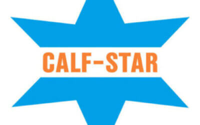 Calf Star